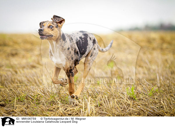 rennender Louisiana Catahoula Leopard Dog / running Louisiana Catahoula Leopard Dog / MW-06759
