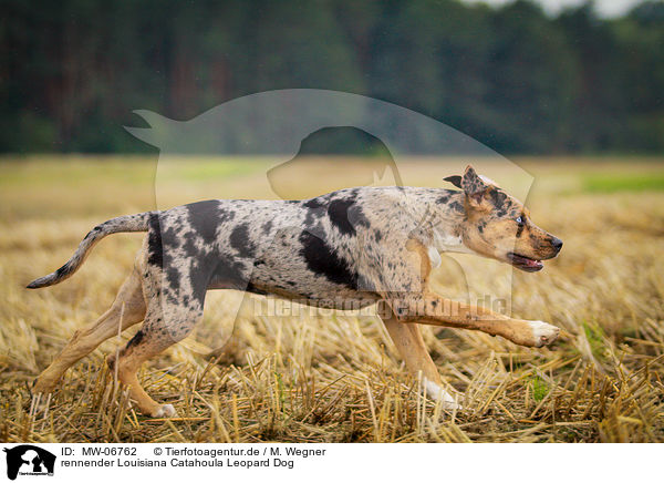 rennender Louisiana Catahoula Leopard Dog / running Louisiana Catahoula Leopard Dog / MW-06762