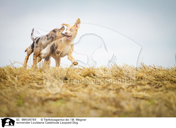 rennender Louisiana Catahoula Leopard Dog / MW-06785
