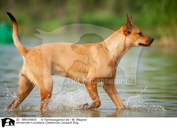rennender Louisiana Catahoula Leopard Dog / running Louisiana Catahoula Leopard Dog / MW-06805