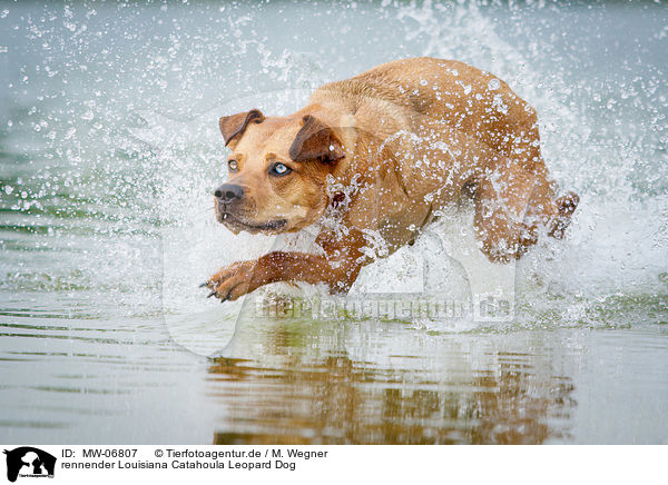 rennender Louisiana Catahoula Leopard Dog / MW-06807
