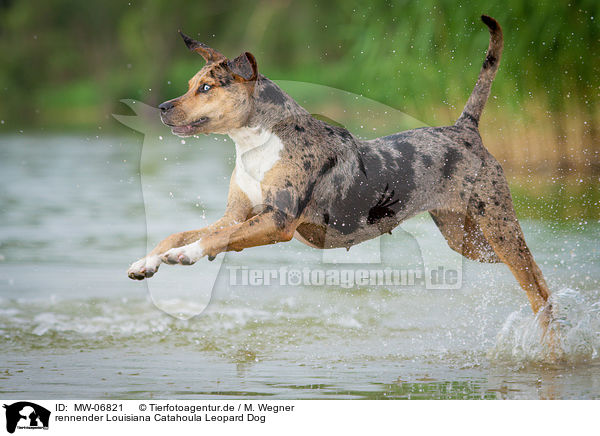 rennender Louisiana Catahoula Leopard Dog / running Louisiana Catahoula Leopard Dog / MW-06821