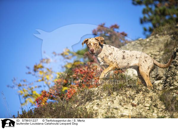 laufender Louisiana Catahoula Leopard Dog / STM-01227