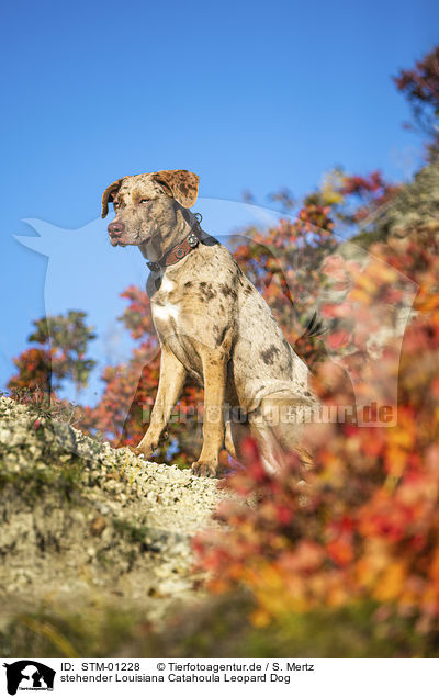 stehender Louisiana Catahoula Leopard Dog / standing Louisiana Catahoula Leopard Dog / STM-01228