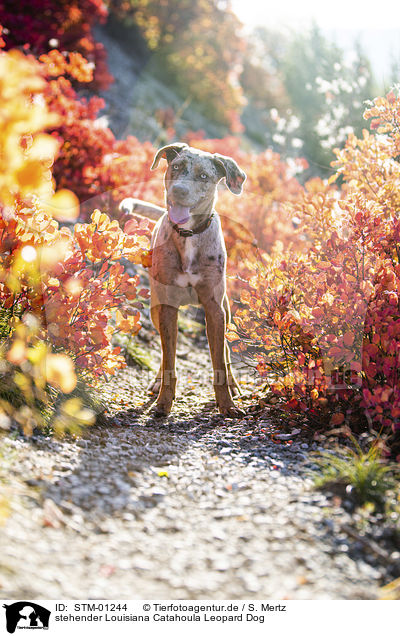 stehender Louisiana Catahoula Leopard Dog / STM-01244