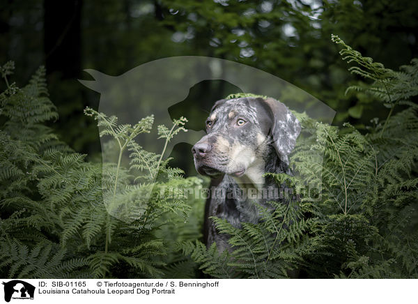 Louisiana Catahoula Leopard Dog Portrait / SIB-01165