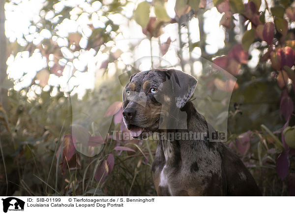 Louisiana Catahoula Leopard Dog Portrait / SIB-01199