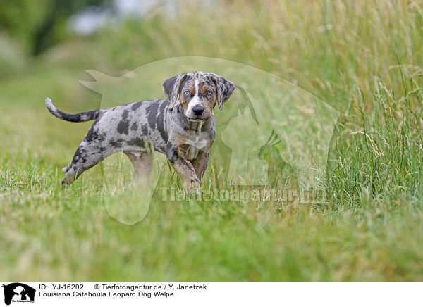 Louisiana Catahoula Leopard Dog Welpe / YJ-16202