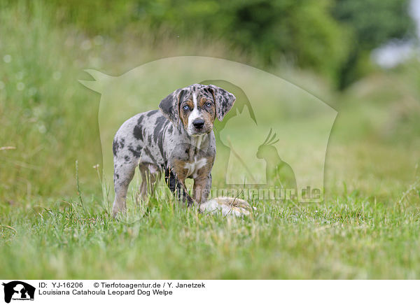 Louisiana Catahoula Leopard Dog Welpe / YJ-16206