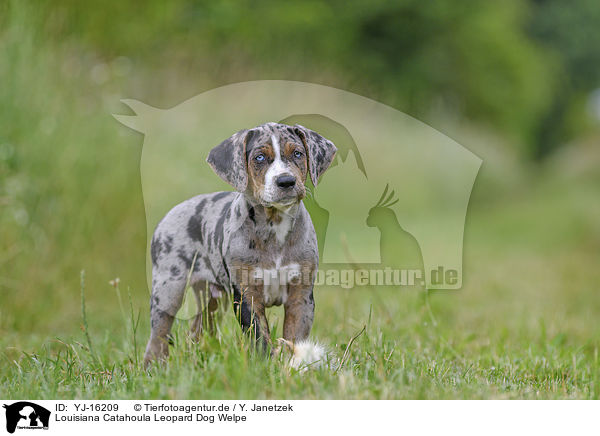 Louisiana Catahoula Leopard Dog Welpe / YJ-16209