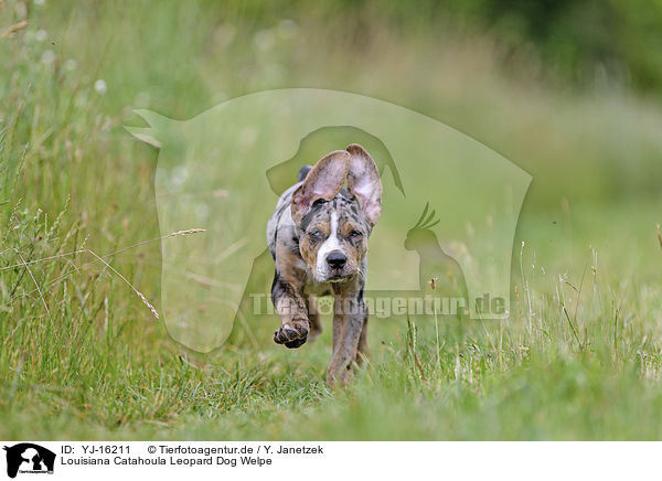 Louisiana Catahoula Leopard Dog Welpe / Louisiana Catahoula Leopard Dog Puppy / YJ-16211