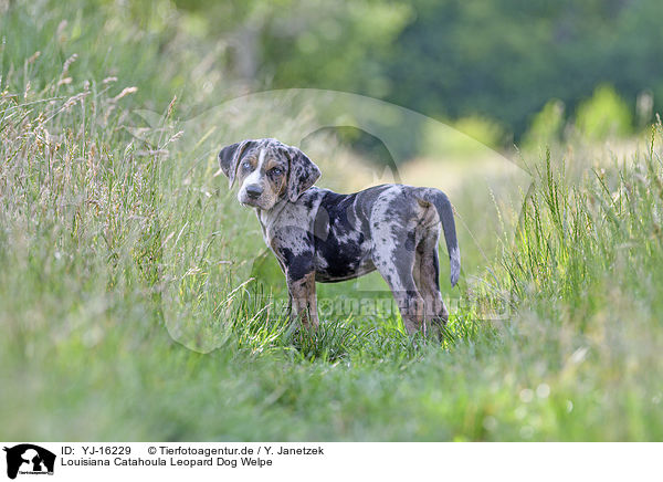 Louisiana Catahoula Leopard Dog Welpe / YJ-16229