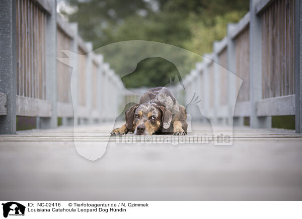 Louisiana Catahoula Leopard Dog Hndin / female Louisiana Catahoula Leopard Dog / NC-02416