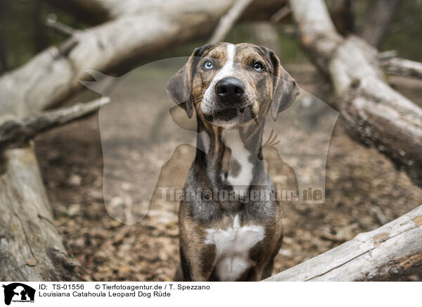 Louisiana Catahoula Leopard Dog Rde / TS-01556