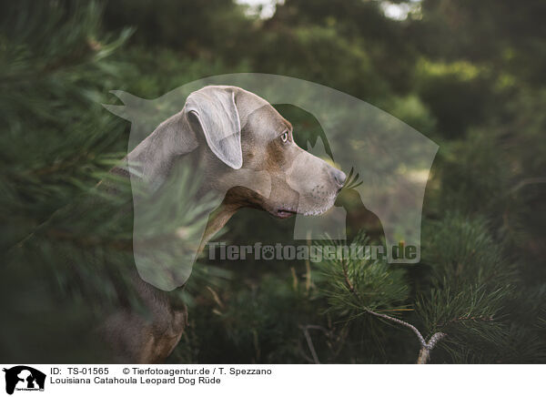 Louisiana Catahoula Leopard Dog Rde / male Louisiana Catahoula Leopard Dog / TS-01565