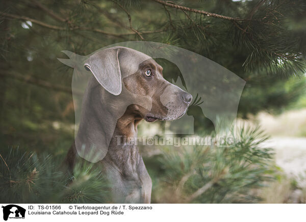 Louisiana Catahoula Leopard Dog R�de / male Louisiana Catahoula Leopard Dog / TS-01566
