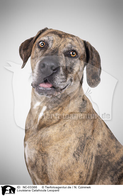 Louisiana Catahoula Leopard / Louisiana Catahoula Leopard / NC-03366