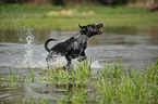 spielender Louisiana Catahoula Leopard Dog