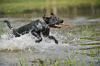 spielender Louisiana Catahoula Leopard Dog