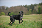 Louisiana Catahoula Leopard Dog