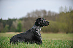 liegender Louisiana Catahoula Leopard Dog