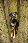 Louisiana Catahoula Leopard Dog