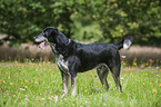 Louisiana Catahoula Leopard Dog