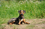 liegender Louisiana Catahoula Leopard Dog