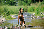 Louisiana Catahoula Leopard Dog