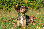 liegender Louisiana Catahoula Leopard Dog