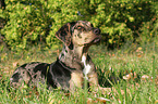 liegender Louisiana Catahoula Leopard Dog