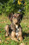 liegender Louisiana Catahoula Leopard Dog