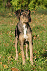 stehender Louisiana Catahoula Leopard Dog