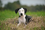 liegender Louisiana Catahoula Leopard Dog