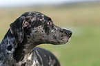 Louisiana Catahoula Leopard Dog Portrait