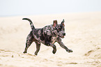 rennender Louisiana Catahoula Leopard Dog