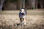 rennender Louisiana Catahoula Leopard Dog