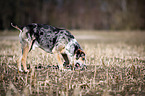 Louisiana Catahoula Leopard Dog