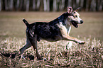 rennender Louisiana Catahoula Leopard Dog