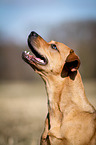 Louisiana Catahoula Leopard Dog Portrait