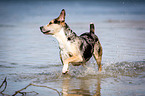 rennender Louisiana Catahoula Leopard Dog