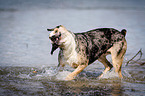 Louisiana Catahoula Leopard Dog schttelt sich