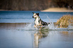 rennender Louisiana Catahoula Leopard Dog