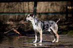 stehender Louisiana Catahoula Leopard Dog