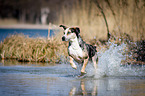 rennender Louisiana Catahoula Leopard Dog