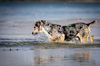 Louisiana Catahoula Leopard Dog im Wasser