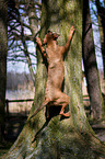 Louisiana Catahoula Leopard Dog klettert auf Baum
