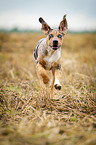 rennender Louisiana Catahoula Leopard Dog