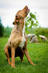 sitzender Louisiana Catahoula Leopard Dog