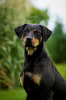 Louisiana Catahoula Leopard Dog Portrait